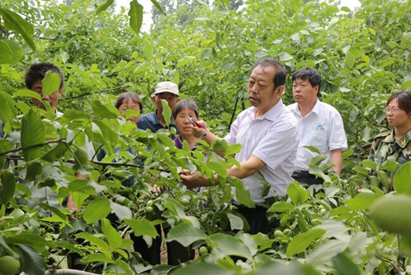 图为李保国在田间为农户讲解核桃栽培实用技术。。。。。