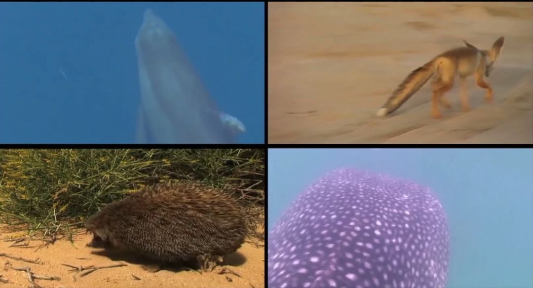 xc sports(中国区)-官方网站